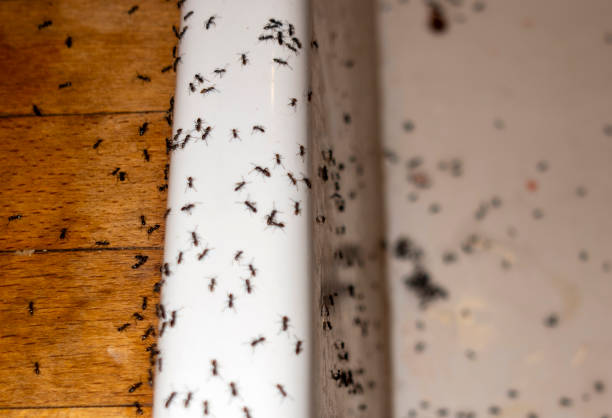 Best Pest Removal Services  in Ocean Ridge, FL