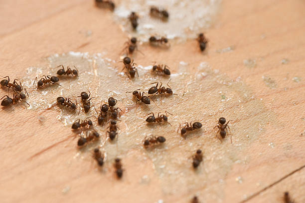 Best Wildlife Control Services  in Ocean Ridge, FL