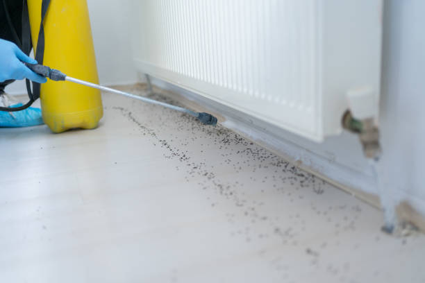 Best Flea Control Services  in Ocean Ridge, FL