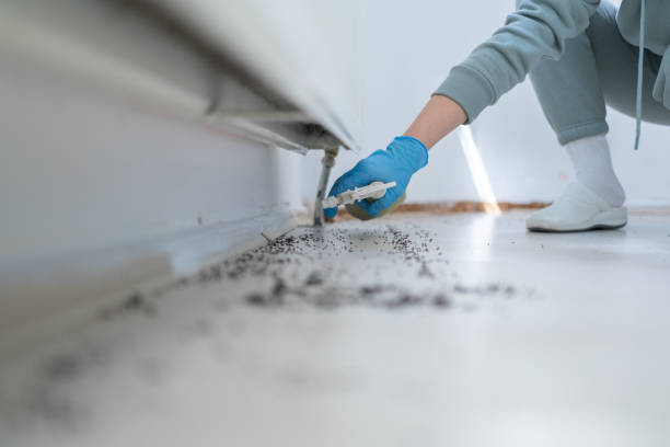 Best Affordable Pest Control Services  in Ocean Ridge, FL